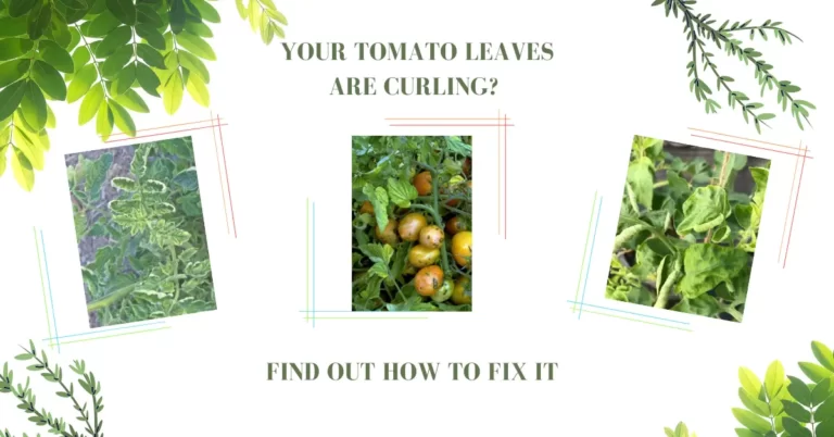 Tomato Leaves Curling – Top 3 Reasons And BEST Way To Fix It