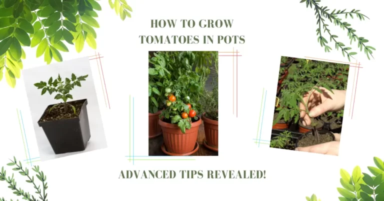 How To Grow Tomatoes In Pots? It’s EASIER Than You Think!