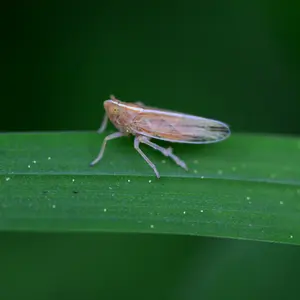 leafhopper bug
