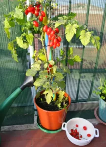 Tomato In Container