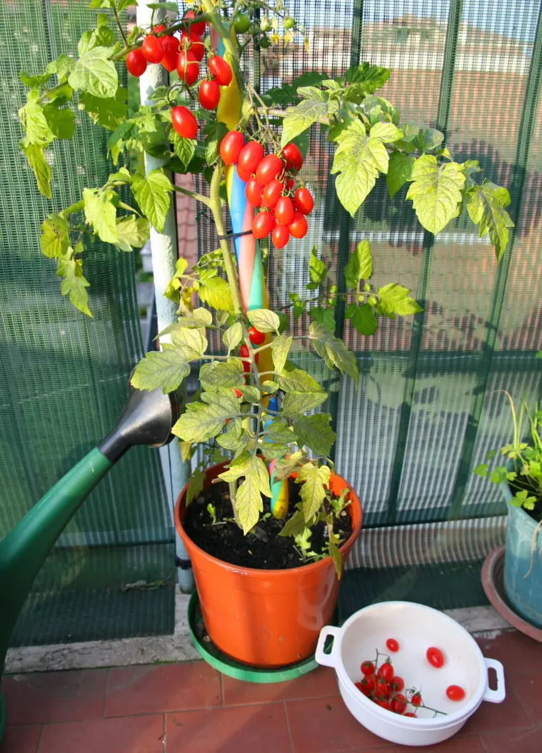 Tomato in Container