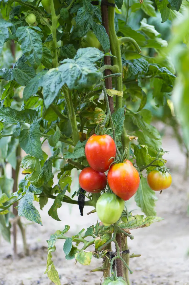Determinate tomato spacing