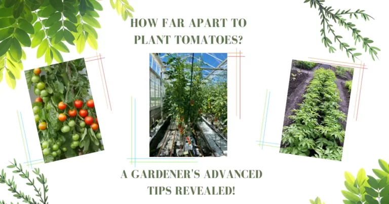 How Far Apart To Plant Tomatoes For Best Yields?