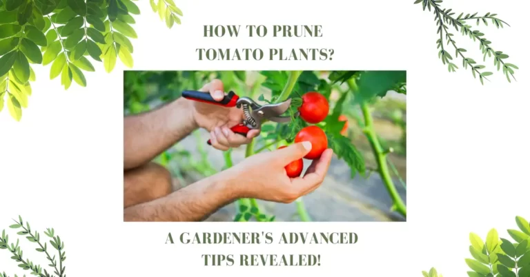 How To Prune Tomato Plants? The RIGHT Way!