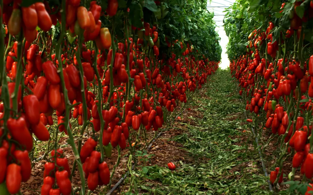 Importance of tomato spacing