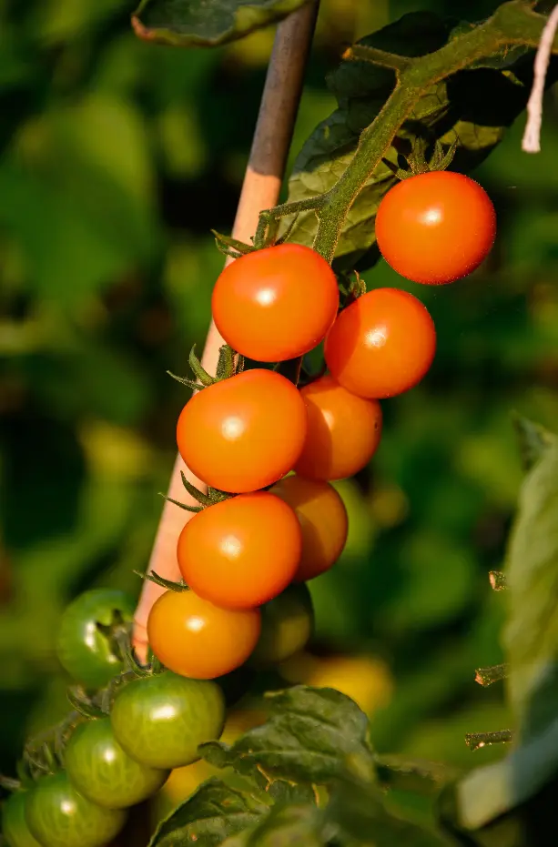 indeterminate tomato spacing