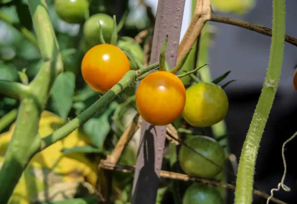 non red tomatoes pick time