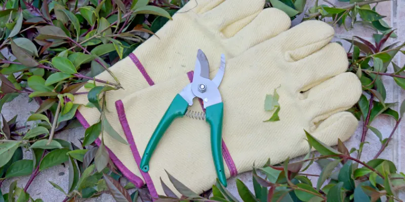 pruning shear