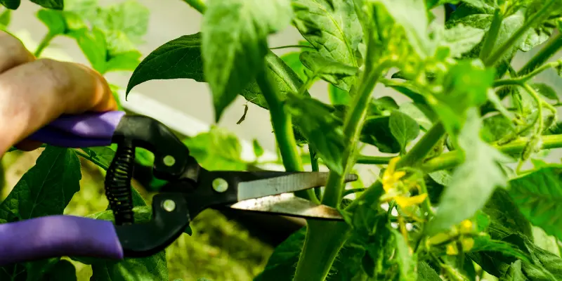 prune tomato plant