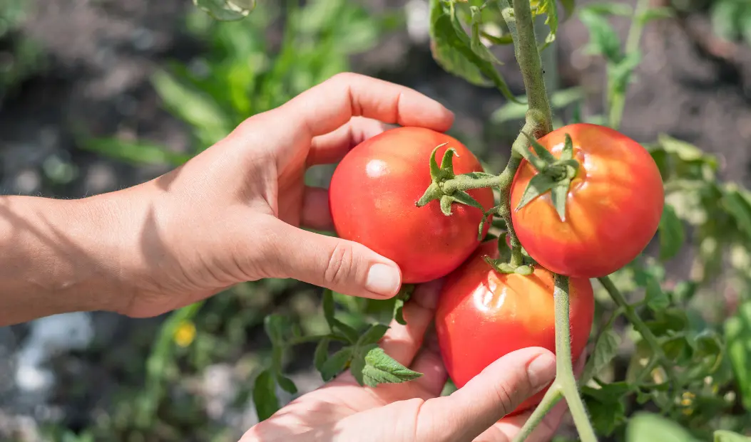 Squeeze Tomato Test