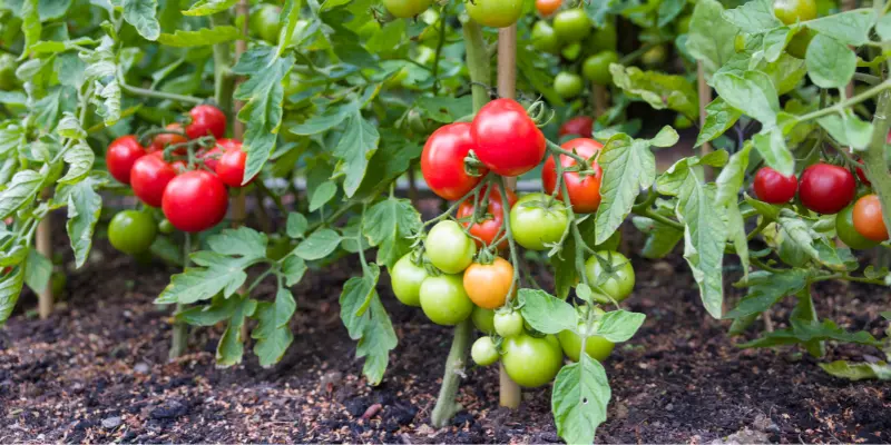 tomato suckers side stems
