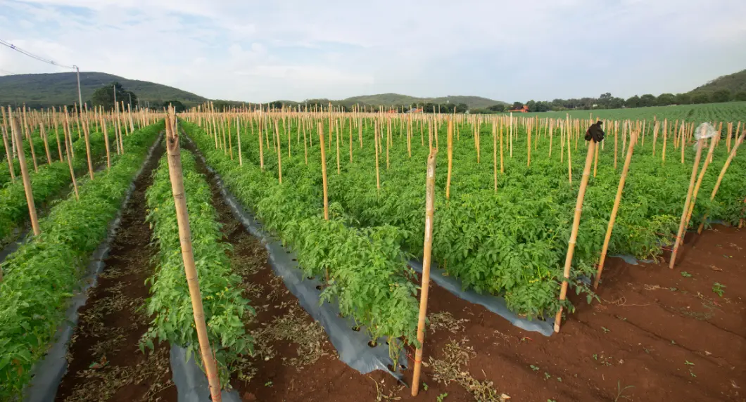 Tomatoes in ground