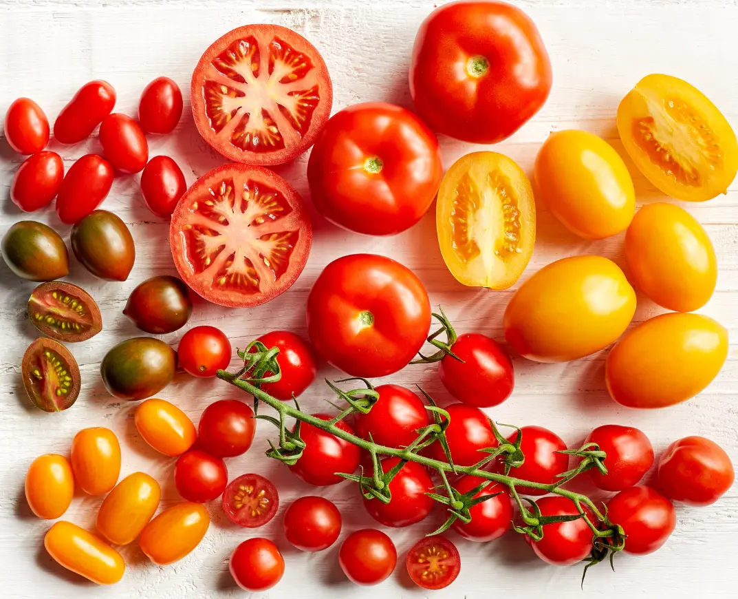 When to pick tomatoes