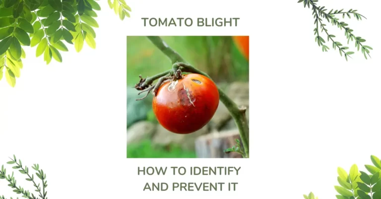 Tomato Blight – How To Identify And Prevent It?