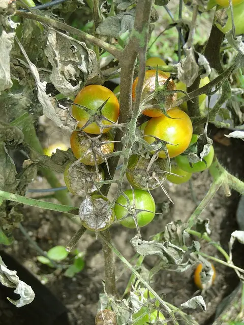 Blight on tomatoes
