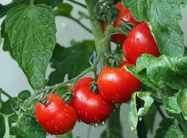monitor your tomatoes
