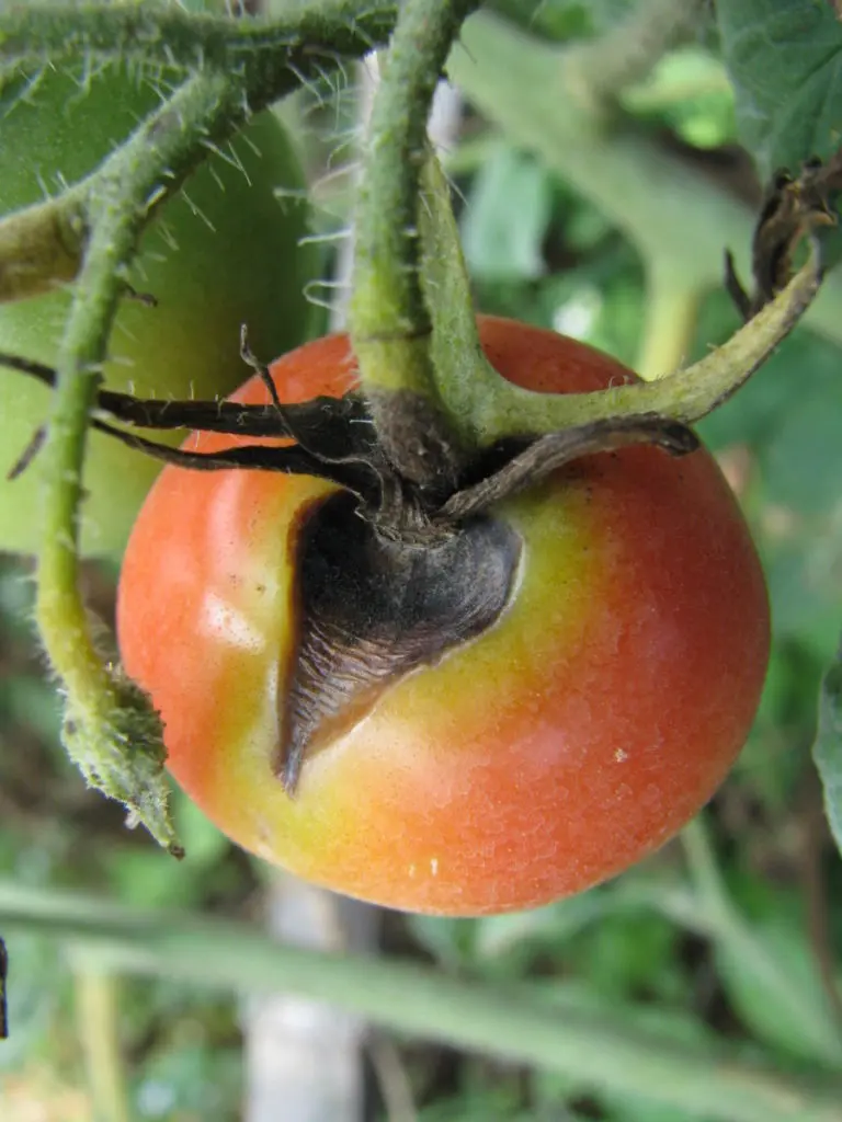 Tomato Blight Early Fruit

