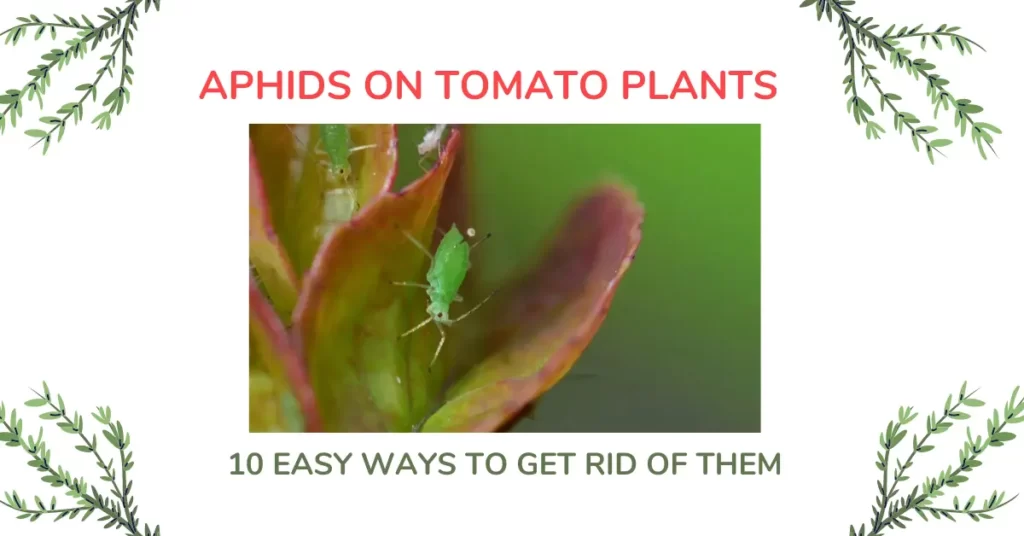 Aphids on tomato plants
