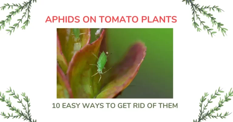 Aphids On Tomato Plants – 10 EASY Ways To Get Rid Of Them