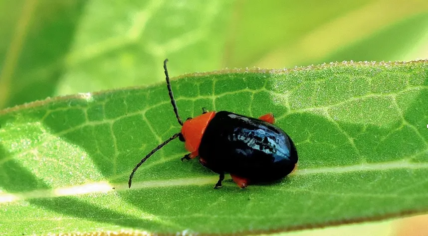 Blister Beetles