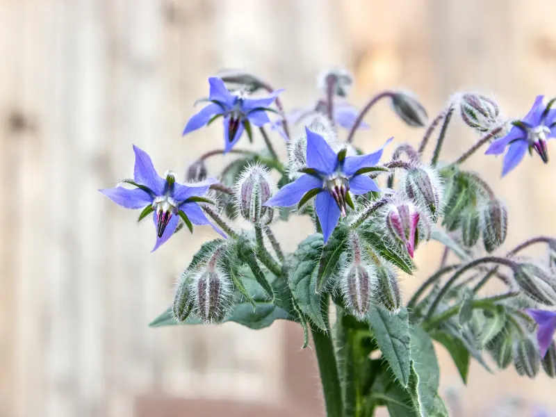 borage
