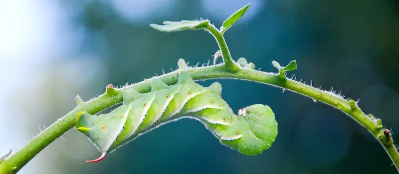 Hornworms on tomatoes
