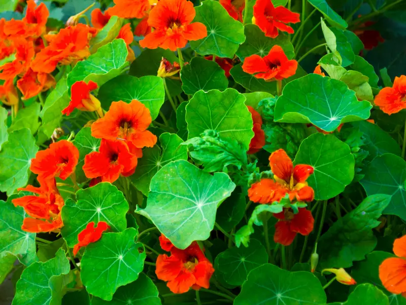 Nasturtiums