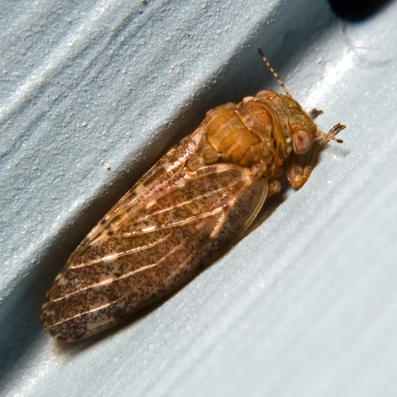 Psyllids