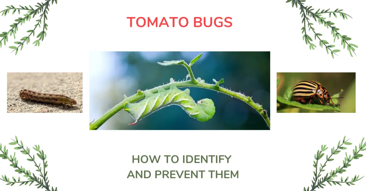 Tomato Bugs