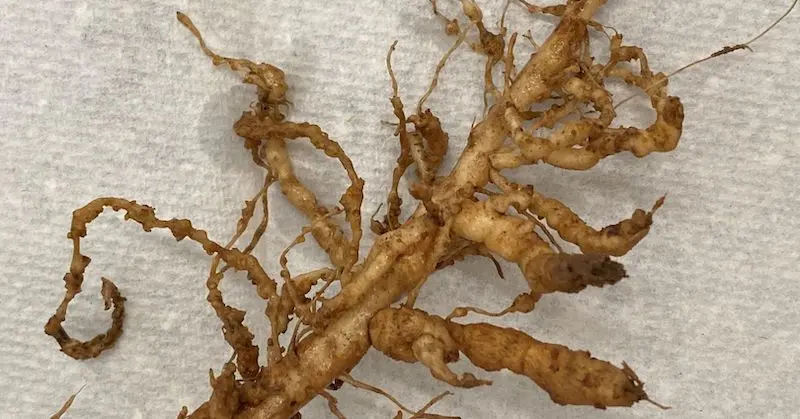 Tomato Root Knot Nematodes