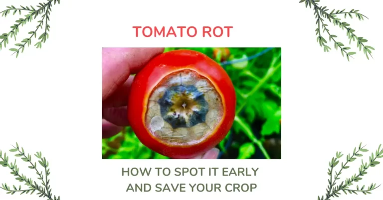 Tomato Rot: How To Spot It Early And Save Your Crop