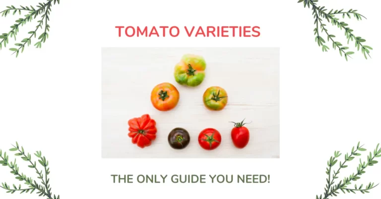 Tomato Varieties – The ONLY Guide You Need!