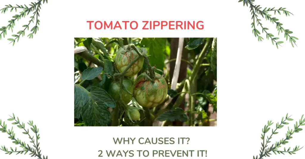 Tomato Zippering