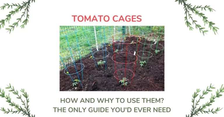 Tomato Cages: The ONLY Guide You’d Need