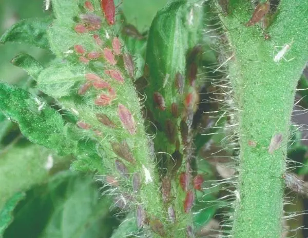 aphids on tomato leaves and stem