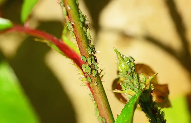 aphids
