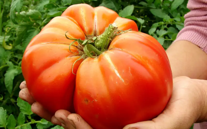 beefsteak tomato
