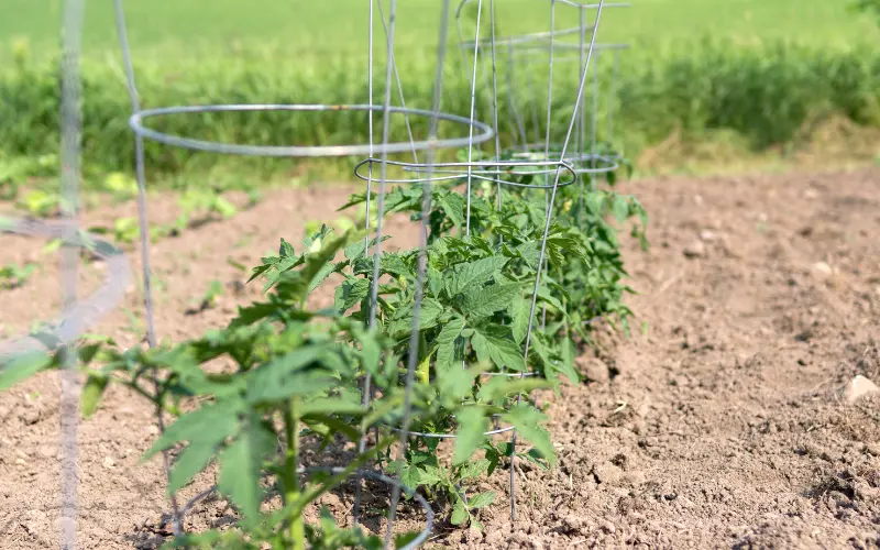 benefits of tomato cages
