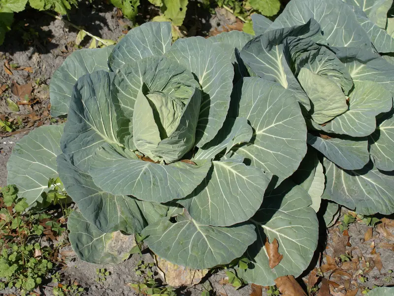 cabbage
