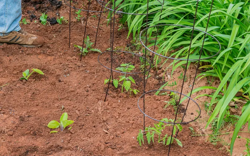 cages for tomato plants