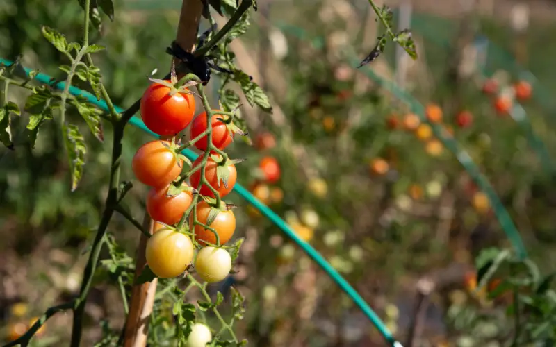 cherry tomato plant

