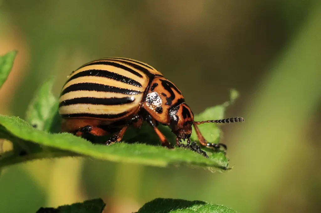 colorado potato beetle on tomatoes
