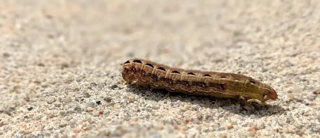 Cutworms
