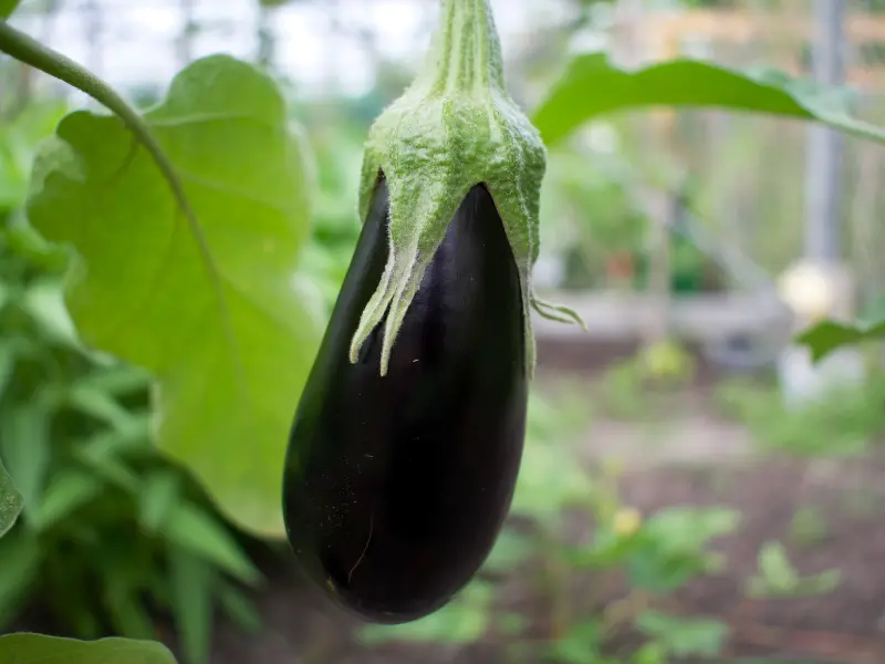 eggplant