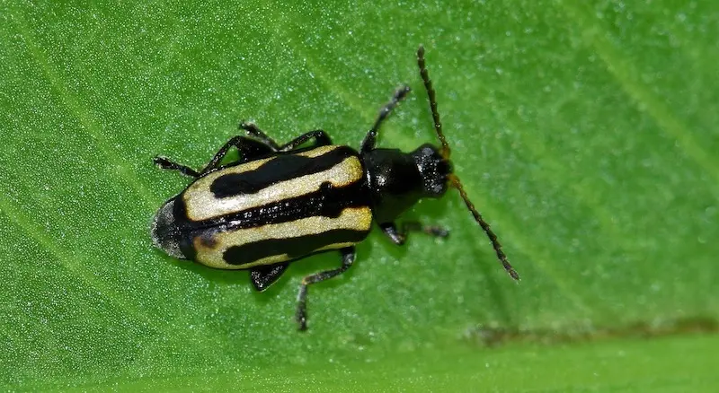 flea beetle on tomatoes
