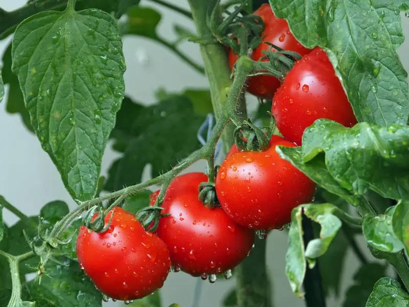 healthy tomato plant
