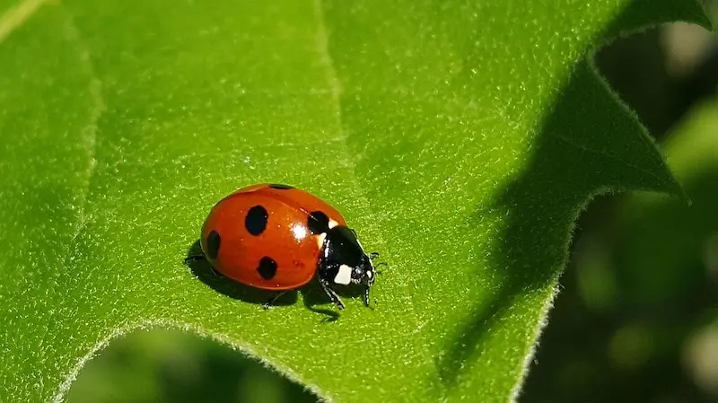 ladybugs against aphids