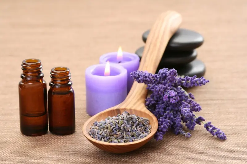 lavender essential oil against aphids