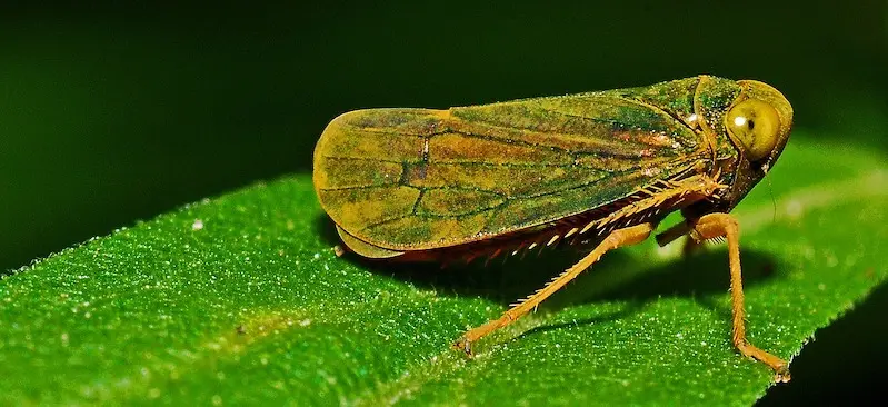 leafhopper
