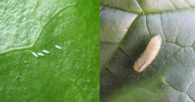 leaf miners eggs